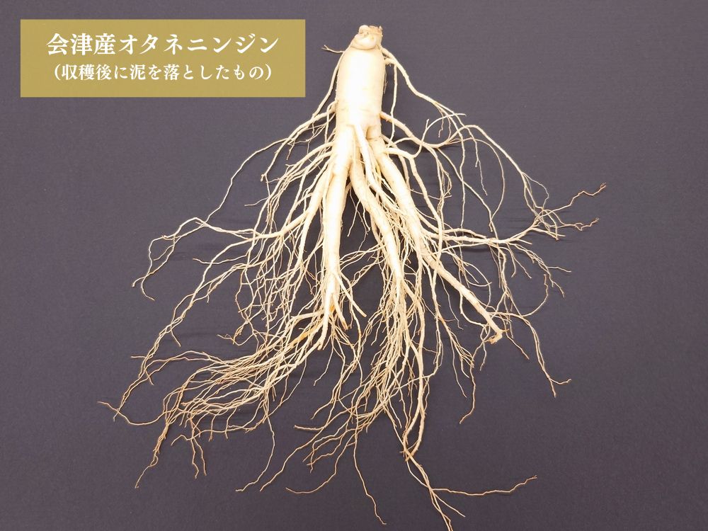 オタネニンジン